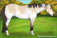 Horse Color:White Spotted Buckskin Dun 