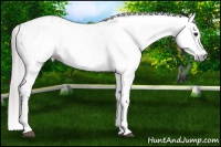 Horse Color:Gray Bay Tobiano Appaloosa 