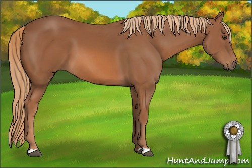 Horse Color: Chestnut 