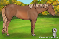 Horse Color:Chestnut 