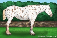Horse Color:Chestnut Near Leopard 