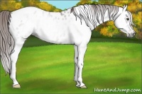 Horse Color:Gray Chestnut Tobiano Near Leopard 