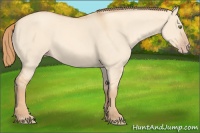Horse Color:Gold Champagne Dun 
