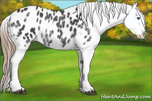Horse Color: Black Splash Blanket Rabicano 