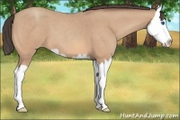 Horse Color:Amber Champagne Roan Splash