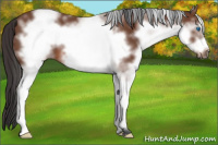Horse Color:White Spotted Bay Frame