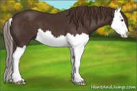 Horse Color:Liver Chestnut Splash 