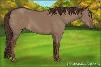 Horse Color:Liver Red Dun 
