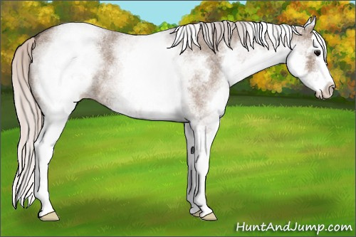 Horse Color: White Spotted Silver Grullo Roan Splash 