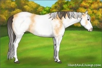 Horse Color:White Spotted Buckskin Splash 