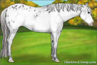 Horse Color:Brown Frame Appaloosa 