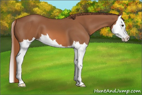 Horse Color: Unknown 