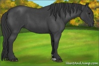 Horse Color:Blue Roan 