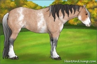 Horse Color:White Spotted Bay Roan