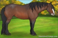 Horse Color:Bay Roan Splash 