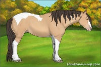Horse Color:Amber Champagne Tobiano 