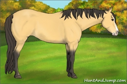 Horse Color:Buckskin Splash