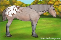Horse Color:Bay Appaloosa 