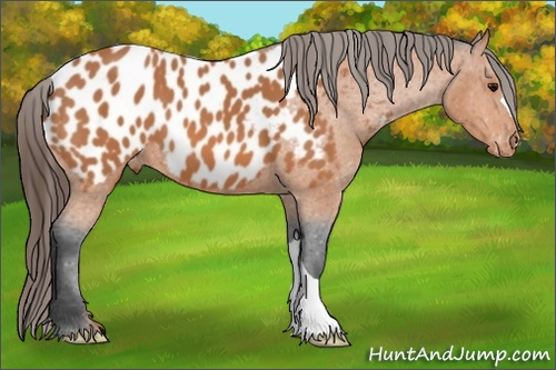 Horse Color:Bay Appaloosa 