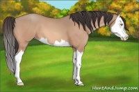 Horse Color:Amber Champagne Splash 