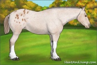 Horse Color:Bay Appaloosa