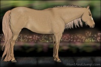 Horse Color:Chocolate Palomino Dun 