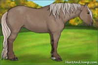 Horse Color:Silver Grullo 
