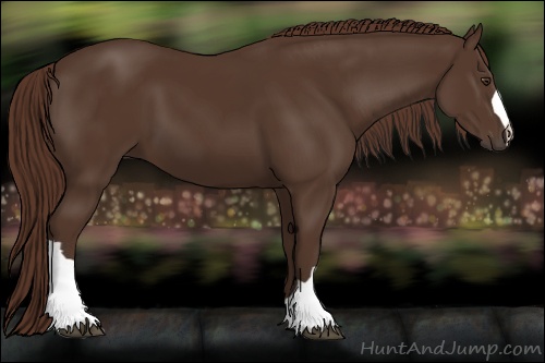 Horse Color: Liver Chestnut 