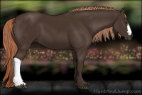 Horse Color:Liver Chestnut 