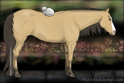 Horse Color: Buckskin Roan Splash 