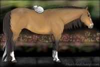 Horse Color:Buckskin Splash Frame 