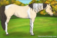 Horse Color:Buckskin Roan Dun Tobiano
