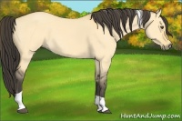 Horse Color:Buckskin Roan Dun Tobiano 