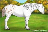 Horse Color:Bay Roan Appaloosa 