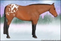 Horse Color:Bay Appaloosa 