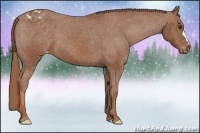 Horse Color:Chestnut Appaloosa 