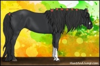 Horse Color:Black 