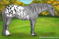 Horse Color:Black Tobiano Appaloosa 