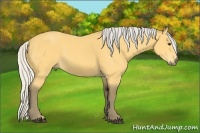 Horse Color:Silver Buckskin 