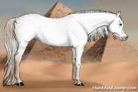 Horse Color:Gray Palomino 
