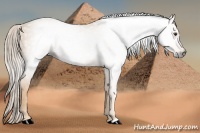 Horse Color:Gray Palomino 