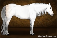 Horse Color:Gray Buckskin