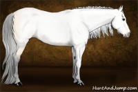 Horse Color:Gray Buckskin 