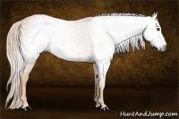 Horse Color:Gray Palomino