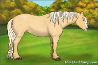Horse Color:Palomino Roan Splash 