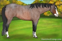 Horse Color:Bay Roan Splash 