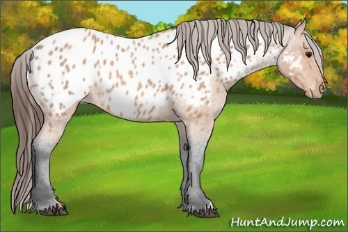 Horse Color:Bay Roan Near Leopard