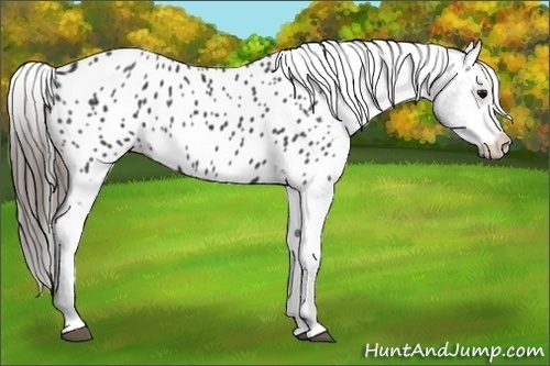 Horse Color:Black Appaloosa 