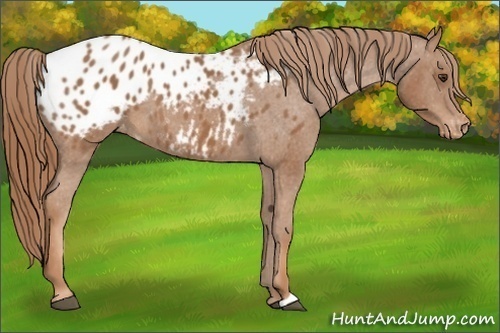 Horse Color:Chestnut Appaloosa 