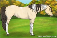 Horse Color:Buckskin Roan Dun Tobiano